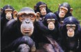 /album/galeria-de-fotos/macacos-jpg/