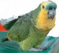 /album/galeria-de-fotos/papagaio-jpg/