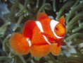 /album/galeria-de-fotos/peixe-jpg/