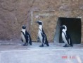 /album/galeria-de-fotos/pinguins-jpg/