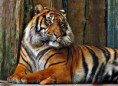 /album/galeria-de-fotos/tigre-jpg/